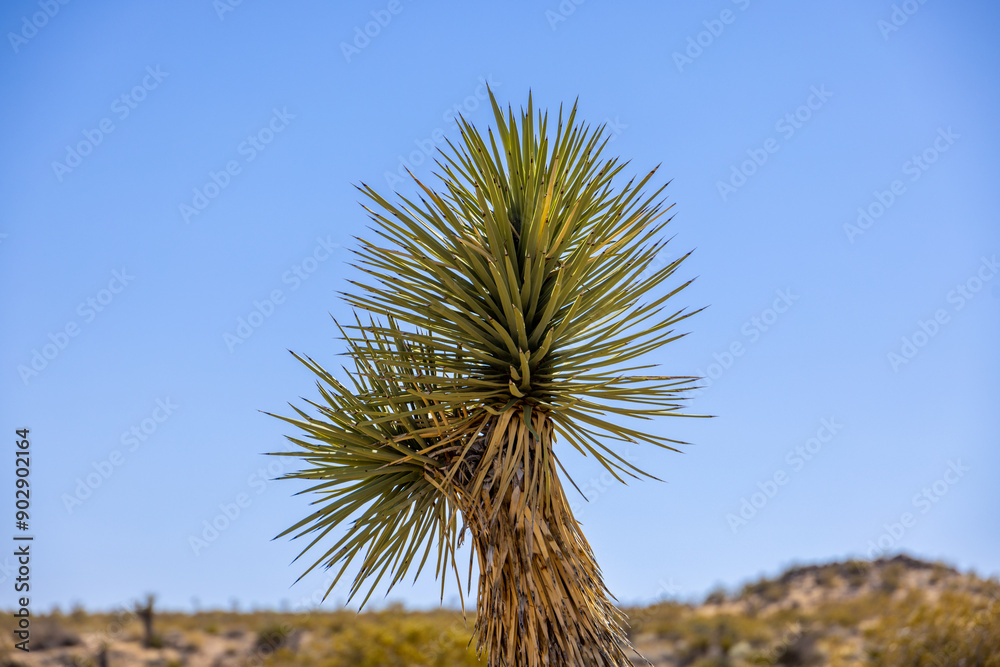 Poster joshua tree desert