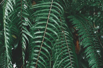 Beautiful green leaves background. Natural creative layout for wallpaper and advertising. 