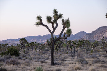 Joshua tree desert