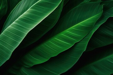 Obraz premium Close Up of Lush Green Leaves