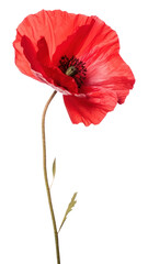 PNG Poppy flower plant white background inflorescence.