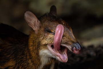 Pygmy Mouse Deer - Tragulus kanchil, beautiful small even-toed ungulate from Southeast Asian tropical forests, Malaysia.