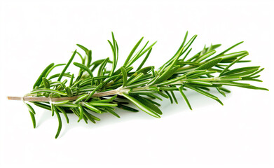 Fototapeta premium Single rosemary sprig on a white background.