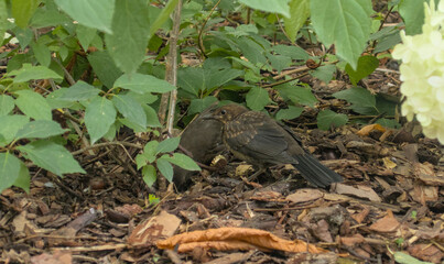 Sturnus vulgaris, starling little brown bird in bush looking for food