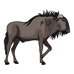 wildebeest male animal from africa with white background separately