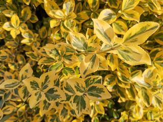 Obraz premium Yellow privet leaves, Latin name for Aureum. Ligustrum ovalifolium Golden. Garden shrub