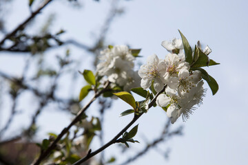 Cherry blossoms.
Blooming of cherry blossoms in spring season.
