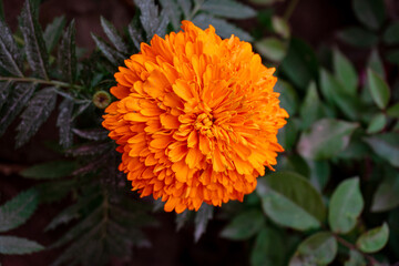 This flower is very beautiful especially when exposed to sunlight
