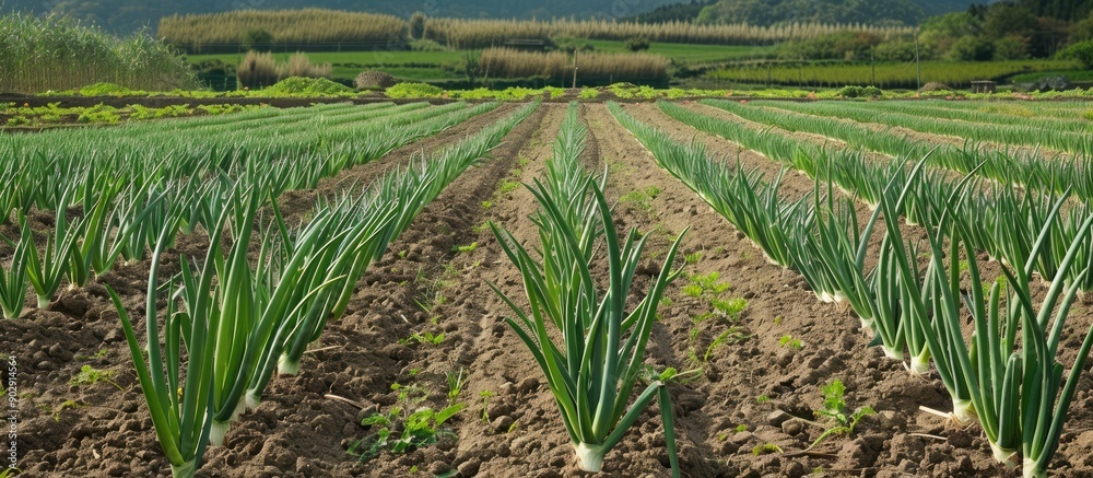 Poster A picturesque green onion farm with ample empty space for text or graphics on the picture