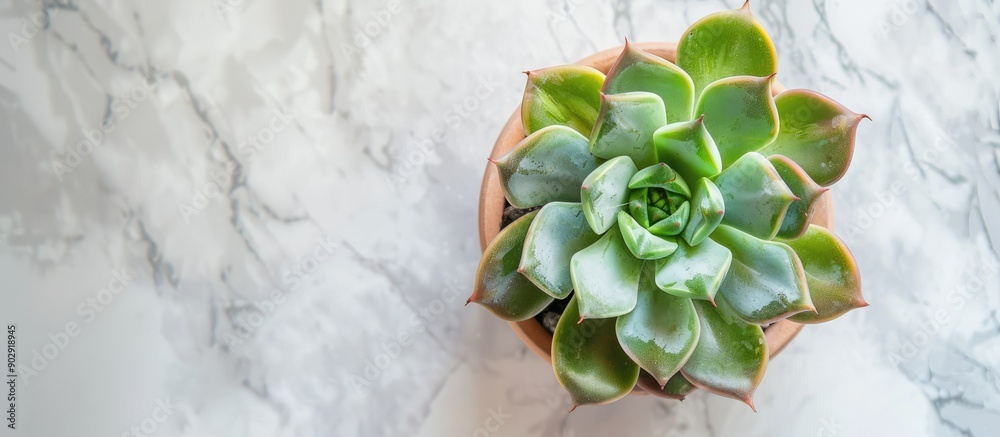 Poster top view of a small succulent plant on a marble table with a white background creating a pleasing co