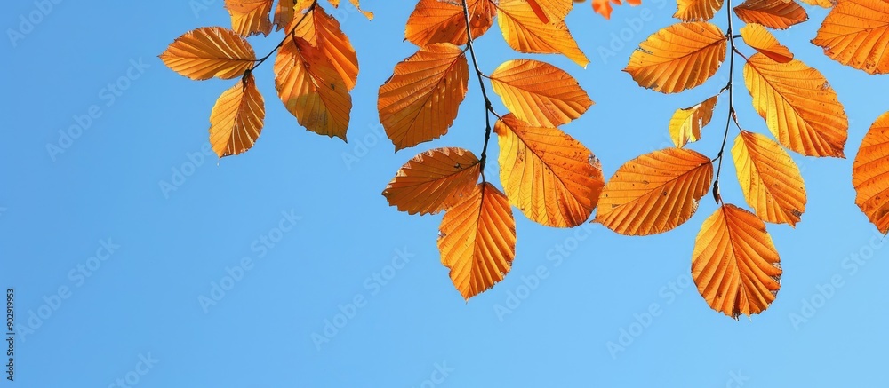 Wall mural Golden beech leaves vivid against a clear blue sky ideal as a backdrop for autumn themes like seasonal greetings or as a copy space image