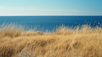 Dried grass near the ocean landscape with yellowish grass