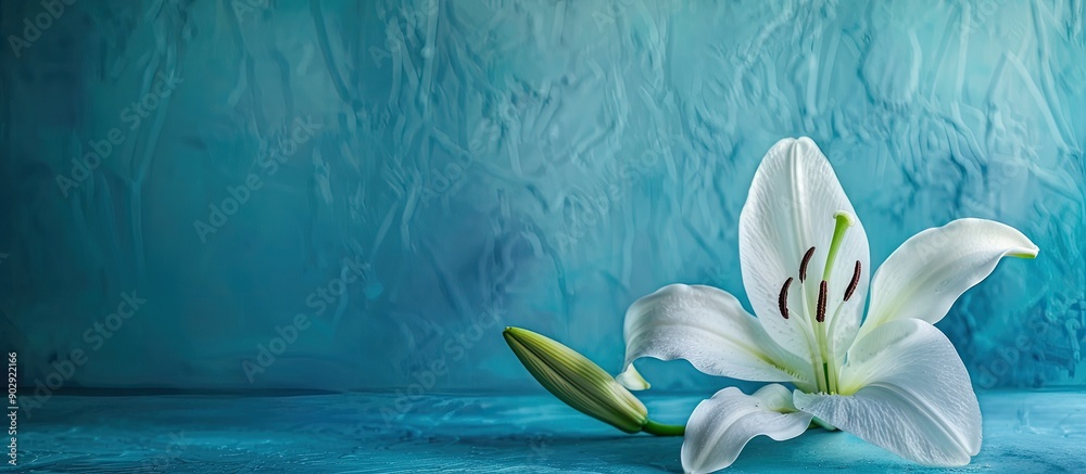 Canvas Prints A serene lily rests on a vivid blue surface creating a stunning copy space image