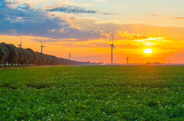 Vegetables growing in an agricultural field in scenic nature under an orange cloudy sky at sunrise...