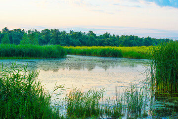 The edge of a lake with reed in wetland in summer at sunrise,  Almere, Flevoland, The Netherlands, July 30, 2024
