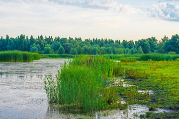 The edge of a lake with reed in wetland in summer at sunrise,  Almere, Flevoland, The Netherlands, July 30, 2024