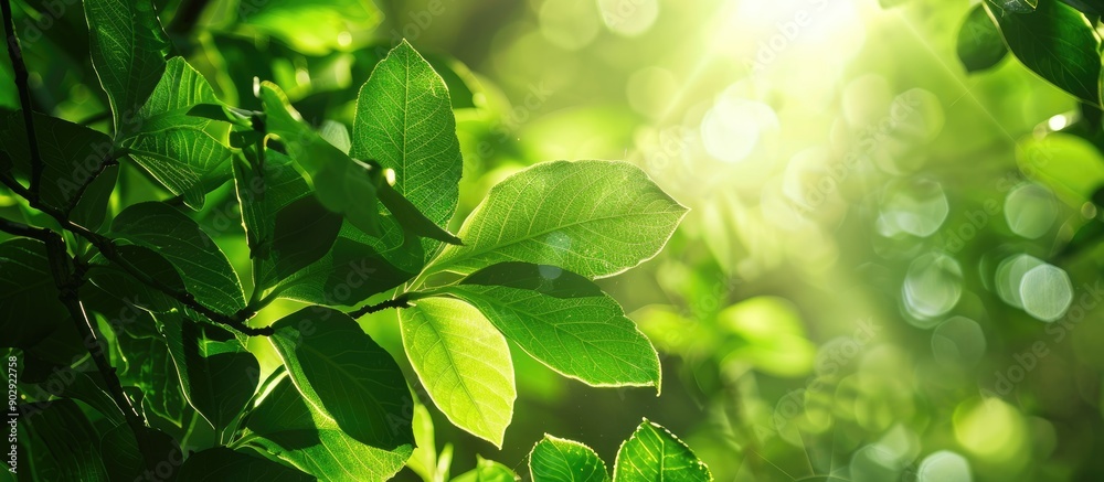 Poster Sunlight filtering through lush green leaves creating a serene and natural copy space image