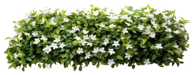 PNG Green hedge wall flower blossom pottery.