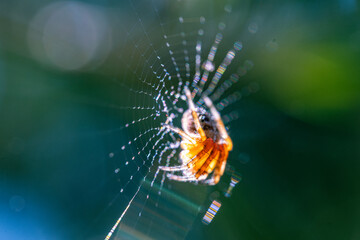 The spider on a cobweb. European garden spider, diadem spider, orange, crowned gyrfly Araneus diadematus in the web.
