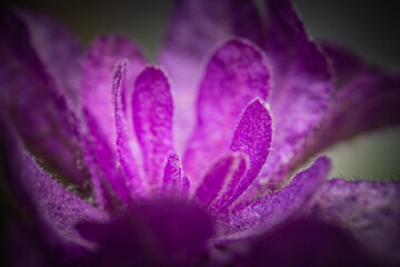 Summer purple flowers. Macro photograph of French Lavender Bush Up Close.