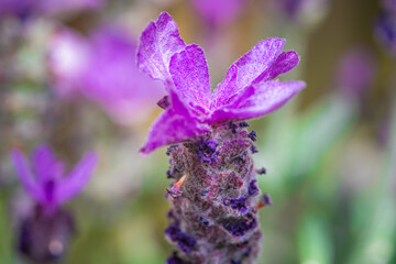 Summer purple flowers. Macro photograph of French Lavender Bush Up Close.