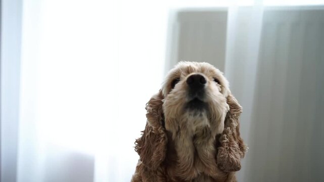 Water from the roof flows into a bucket.
Water drips from the ceiling into the toe.
Flood in the apartment.
Neighbors from above