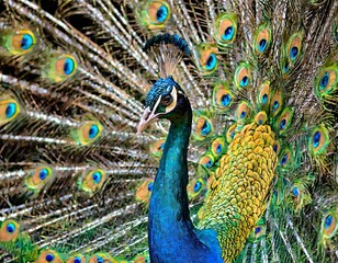 Peacock with feathers out and in tail on black background