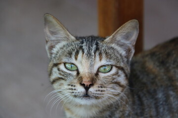 Fototapeta premium A closeup shot of a cat's portrait