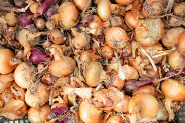 Freshly picked organic yellow and purple onions from a country farm. Onion in the market. Onion background