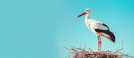 Fototapeta premium A white stork with a red beak perched on a nest crafted from small brown twigs against a sunny spring backdrop with a vivid blue sky including copy space for text or images