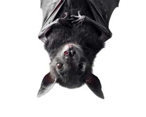 A bat is hanging upside down with its head up