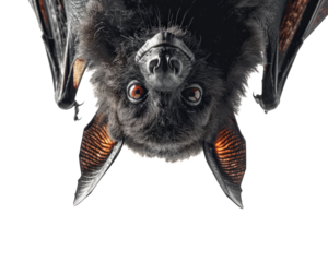 A bat is hanging upside down with its head up