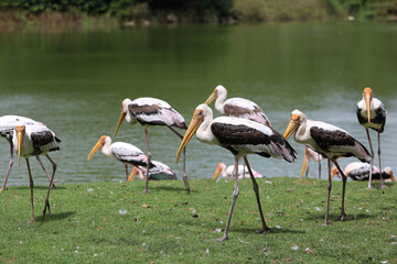 The Painted Stork bird (Mycteria leucocephala) in garden
