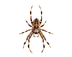A spider is shown in a white background. The spider is brown and black with white spots. The spider is in the middle of the image and is the main focus