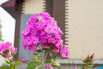 a large pink Phlox flower in the garden in summer