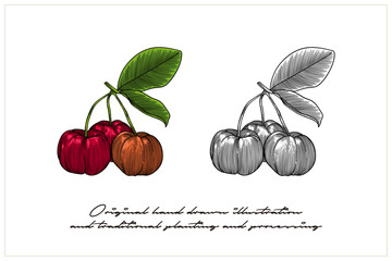 a pair of illustrations of acerola cherry with engraving techniques