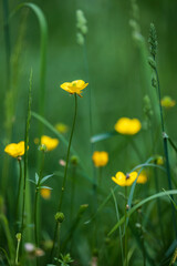Yellow wildflowers photographed in tall green grass. Blurred background.