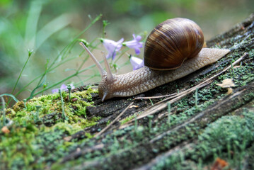 a large snail crawls down an old fallen tree trunk in the forest