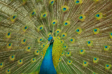 A beautiful male peacock with expanded feathers.