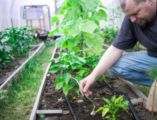 A man is tending to a garden with plants, including a pepper plant