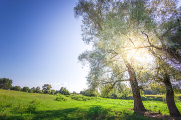 A tree is in the middle of a field with a clear blue sky above it