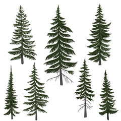 Obraz premium vector drawing fir trees, spruce trees, coniferous trees, isolated at white background, hand drawn illustration