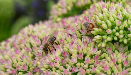 weiß-rosa Blüten der Fetthenne Sedum telephium mit Honigbiene Apis mellifera, Nahaufnahme
