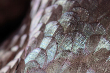 Chicken feathers