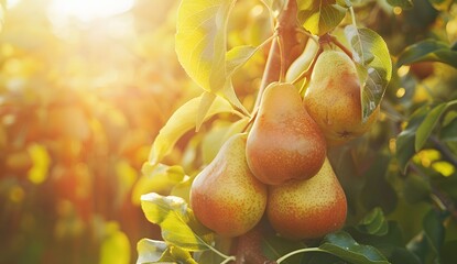 Ripe pears hanging on the tree in sunny summer day, closeup. Sunlight through leaves of pear trees at sunset in garden or orchard. Natural organic food concept. 