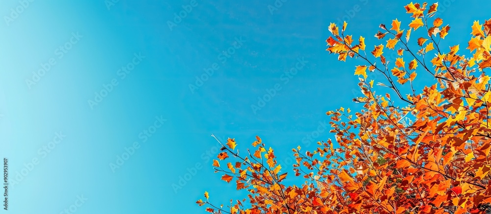 Leinwandbilder tree tops adorned with vibrant autumn foliage create a picturesque scene with a clear blue sky in th