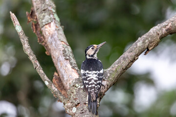 great spotted woodpecker sitting on a tree branch in the forest