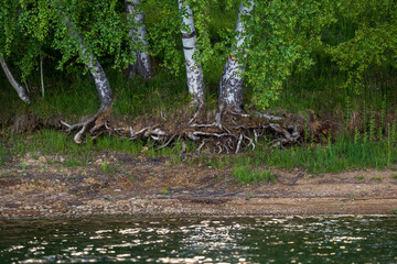 A big root of a Birch tree next to the water.
