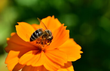 Biene auf einem gelben Schmuckkörbchen