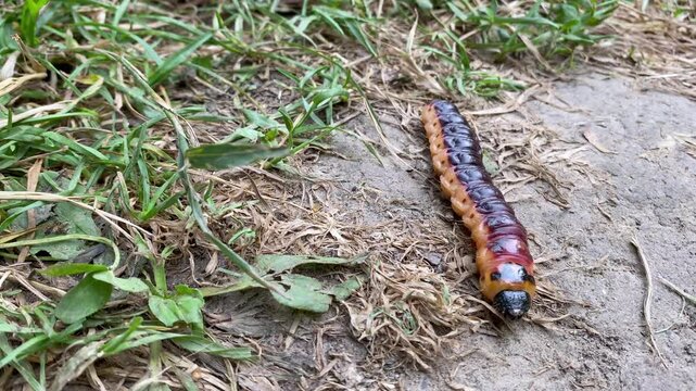 Close-up of a large Cossus cossus caterpillar crawling on stony soil with grass. Body of a red-orange caterpillar close-up outdoors